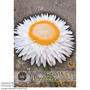 Xerochrysum bracteatum 'White' - Kew Flowerhouse Seed Collection