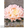 Callistephus 'Classic Salmon Rose' - Kew Flowerhouse Seed Collection