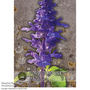 Salvia farinacea 'Victoria Blue' - Kew Flowerhouse Seed Collection