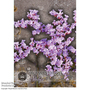 Limonium gmelinii - Kew Flowerhouse Seed Collection