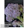 Broccoli Sprouting 'Summer Purple' - Kew Vegetable Seed Collection