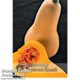 Squash Winter Butternut 'Hunter' F1 - Kew Vegetable Seed Collection