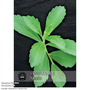 Stevia rebaudiana (Natural Sweetener) - Kew Veg Seeds