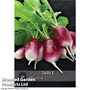 Radish 'Diana' - Kew Vegetable Seed Collection