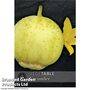Cucumber 'Crystal Apple' - Kew Vegetable Seed Collection