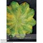 Patty Pan Squash 'Green Disc' F1 - Kew Veg Seeds