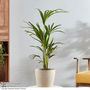 Kentia Palm