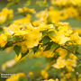 Kerria japonica 'Golden Guinea'