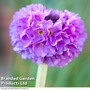 Primula denticulata