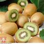 Kiwi 'Jenny'