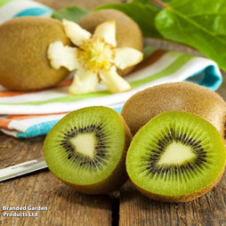 Kiwi 'Jenny'