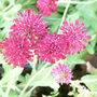 Knautia macedonica 'Mars Midget'