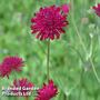 Knautia macedonica 'Red Knight'