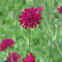 Knautia macedonica Red Knight