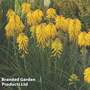 Kniphofia 'Popsicle Banana'