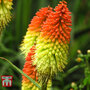 Kniphofia uvaria