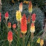 Kniphofia 'Flamenco Mixed'