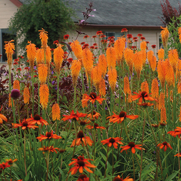 Red Hot Poker 'Redhot Popsicle'