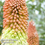 Kniphofia uvaria 'Mixed Hybrids'