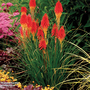 Red Hot Poker 'Papaya Popsicle'