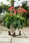 Antique Bronze Coloured Koala Potty Feet - Plant Pot Feet