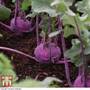 Kohl Rabi 'Kolibri' F1 Hybrid - Seeds