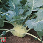 Kohl Rabi 'Kossak' F1 Hybrid - Seeds