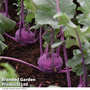 Kohl Rabi 'Kolibri' F1 Hybrid - Kew Vegetable Seed Collection