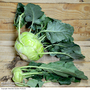 Kohl Rabi 'Kossak' F1 Hybrid - Seeds