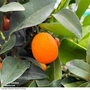 Kumquat (Citrus Fruit)
