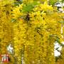 Laburnum anagyroides