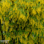 Laburnum anagyroides (Mature Tree)