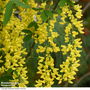 Laburnum x watereri 'Vossii'