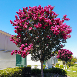 Lagerstroemia 'Pink Velour'