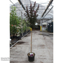 Lagerstroemia indica 'Rhapsody in Blue'