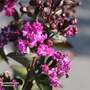 Lagerstroemia indica 'Rhapsody in Blue'