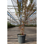 Lagerstroemia indica 'Rosea'