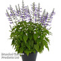 Salvia Salgoon 'Lake Titicaca'