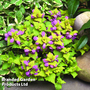 Lamium maculatum 'Cannon Gold'