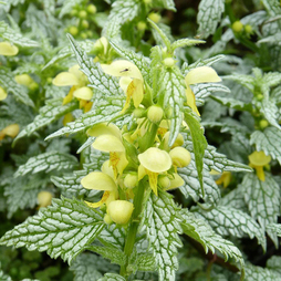 Lamium galeobdolon 'Hermann's Pride'