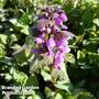 Lamium maculatum Roseum