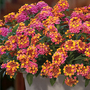 Lantana 'Passion Fruit'