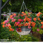 Lantana 'Passion Fruit'
