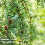 Larix decidua