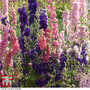 Larkspur 'The Seven Dwarfs' - Seeds