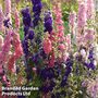 Larkspur 'Dwarf Mixed' - Easy Grow Seed Range