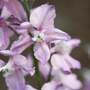 Delphinium consolida 'Fancy Belladonna' - Seeds