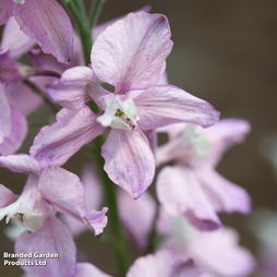 Delphinium consolida 'Fancy Belladonna' - Seeds