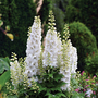 Larkspur 'QIS® White'- Seeds