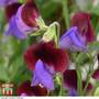 Sweet Pea 'Matucana' - Seeds